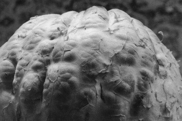 Grapefruit Brain