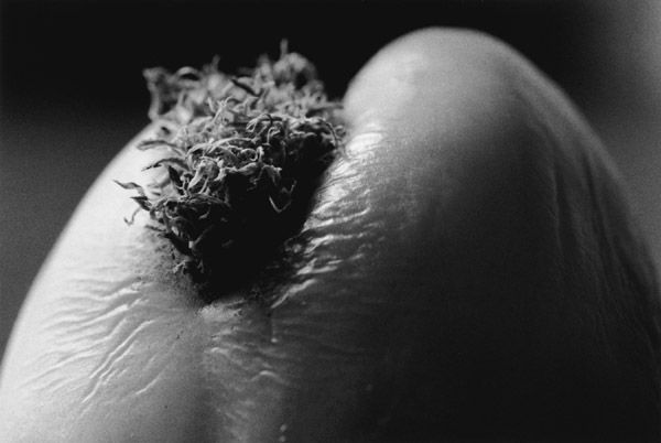 Pubic Pepper