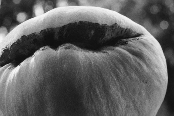 Lipstick Gourd